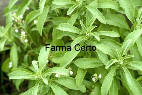 stevia